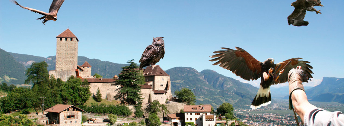 Gufyland: Centro di Recupero Avifauna Castel Tirolo