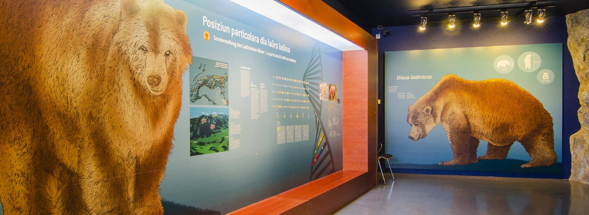 Museum Ladin Ursus ladinicus Museum Ladin Ursus ladinicus