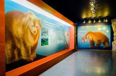 Museum Ladin Ursus ladinicus - Untergeschoss - Bärenhöhle