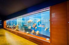 Museum Ladin Ursus ladinicus - Obergeschoss - Fossilien