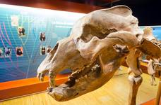 Museum Ladin Ursus ladinicus - Obergeschoss - Fossilien