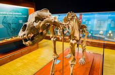 Museum Ladin Ursus ladinicus - Obergeschoss - Fossilien