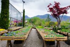 Vivaio e Giardino