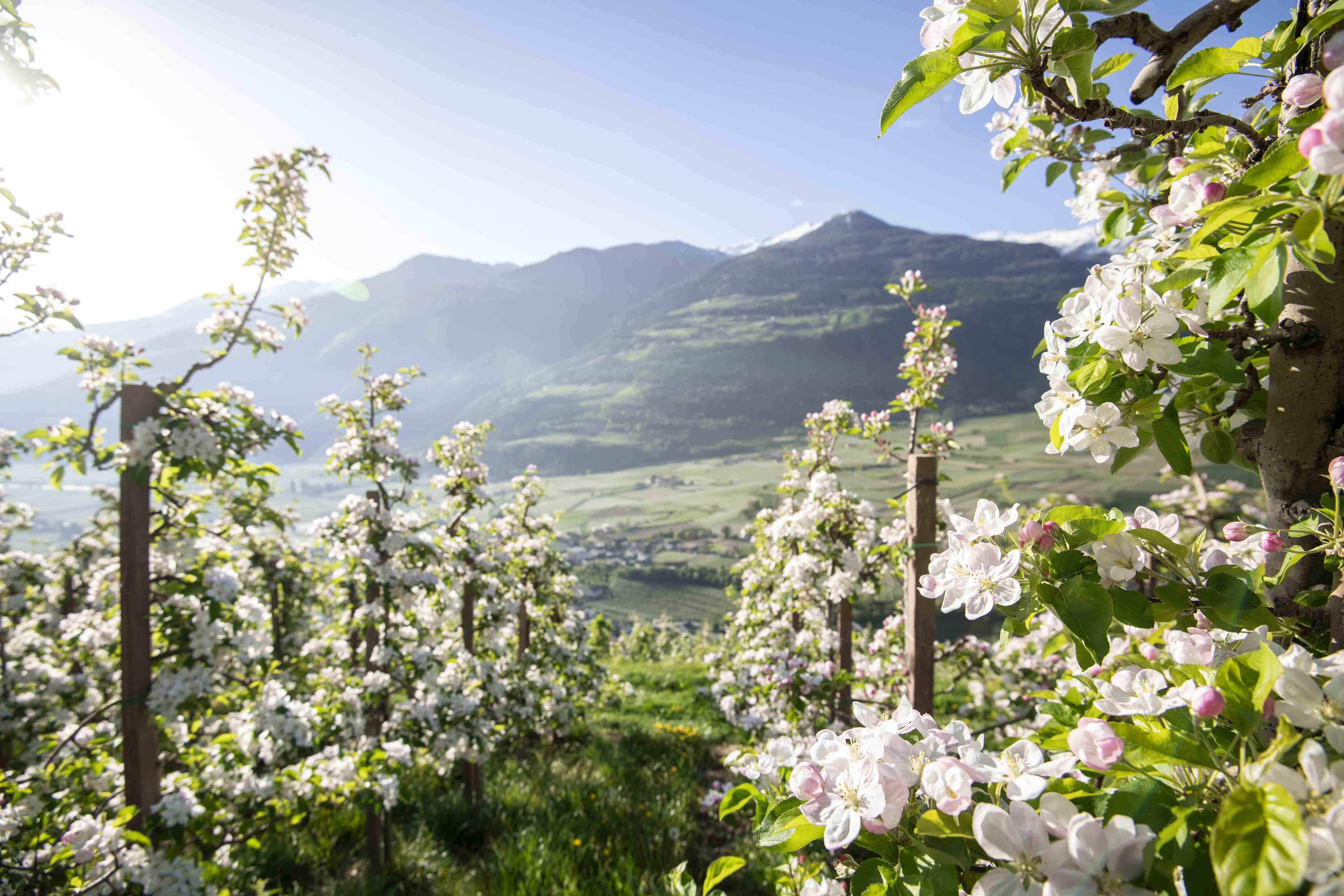 Apfelbaumbl&uuml;te